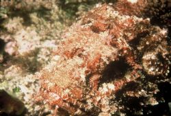 Scorpion fish @ night -Little Cayman BWI using 28mm Nikko... by Eddie Jones 